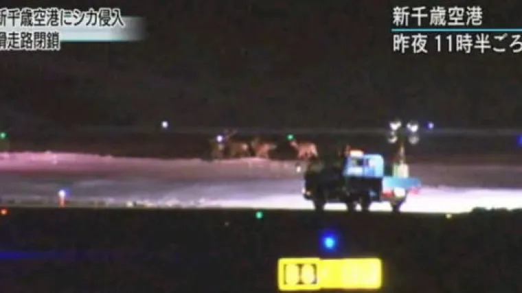 Zrakoplovi kasnili zbog krda jelena koji su zatvorili zračnu luku