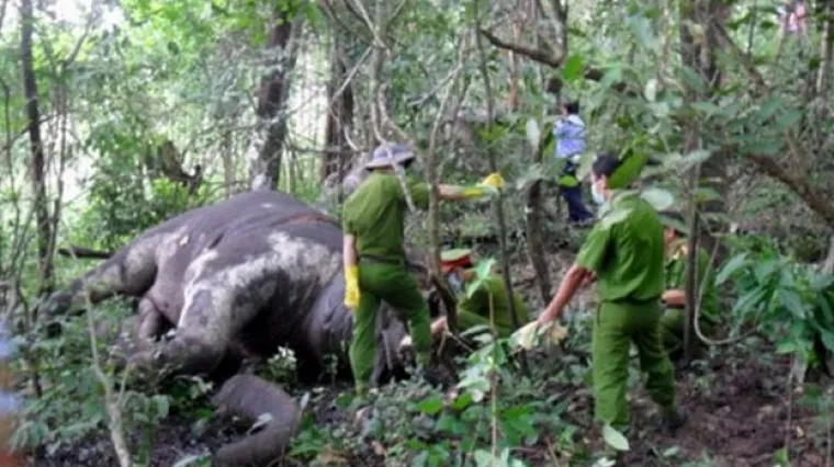 Slon koji je na leđima prenosio turiste umro od iscrpljenosti