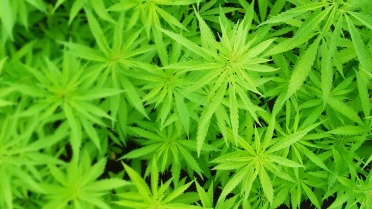 Hrvatska će donijeti liberalni zakon o medicinskom kanabisu?