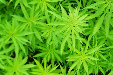 Hrvatska će donijeti liberalni zakon o medicinskom kanabisu?