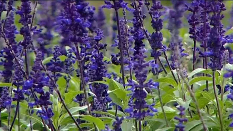 Kako ublažiti simptome alergije?