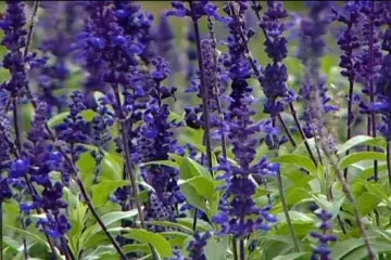 Kako ublažiti simptome alergije?