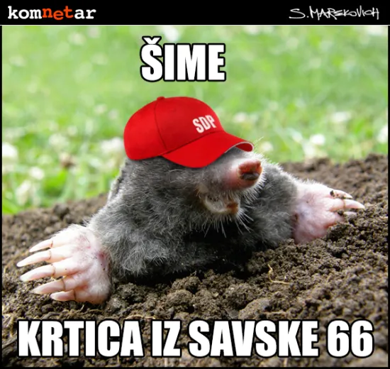 Krtica