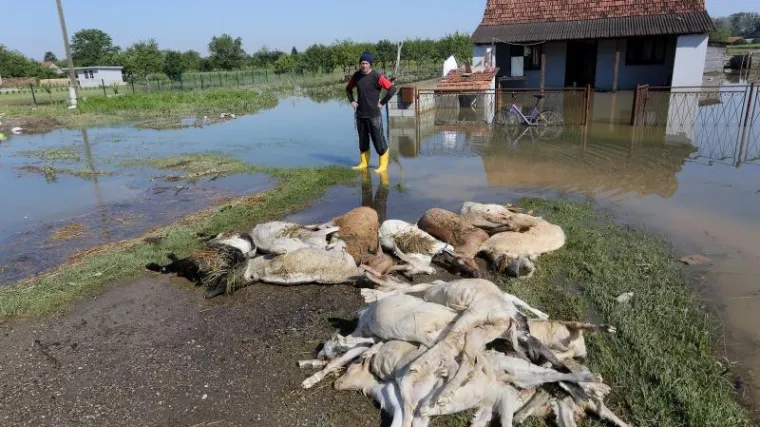 Stočna grobnica kilometar od naselja: stanovni&scaron;tvo u strahu od zaraza