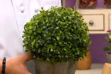 Jasenka je dobila buket od žirija?