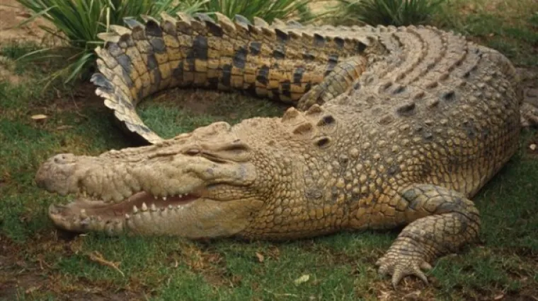 Majka spasila kćer iz ralja krokodila nakon desetminutne borbe