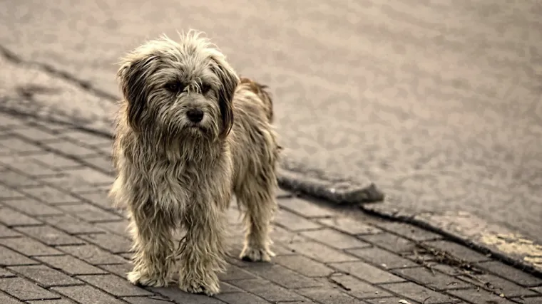Vi&scaron;e od tisuću napu&scaron;tenih životinja luta hrvatskim ulicama!