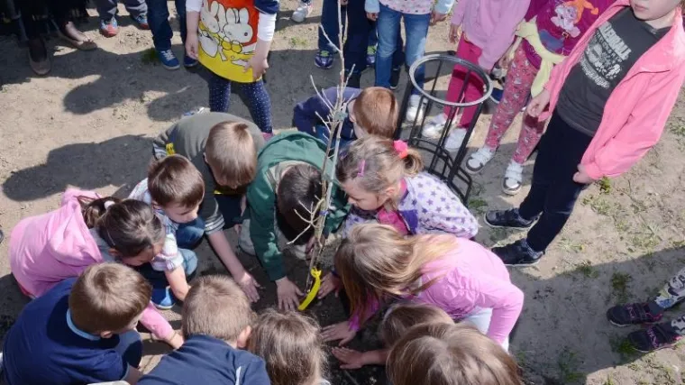 Klonirana sadnica 310 godina starog hrasta zasađena u Sisku