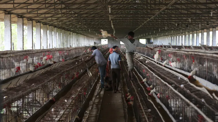 U SAD-u zbog ptičje gripe pobijeni milijuni peradi