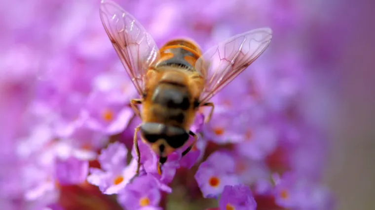 Njemačka brine o pčelama: 'Bez njih nema meda, a ni toliko voća i povrća'