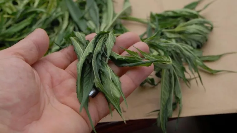 Legalizira se konoplja: medicinska marihuana još na čekanju