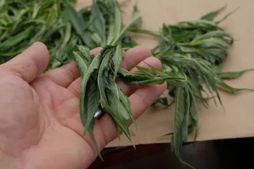 Legalizira se konoplja: medicinska marihuana još na čekanju