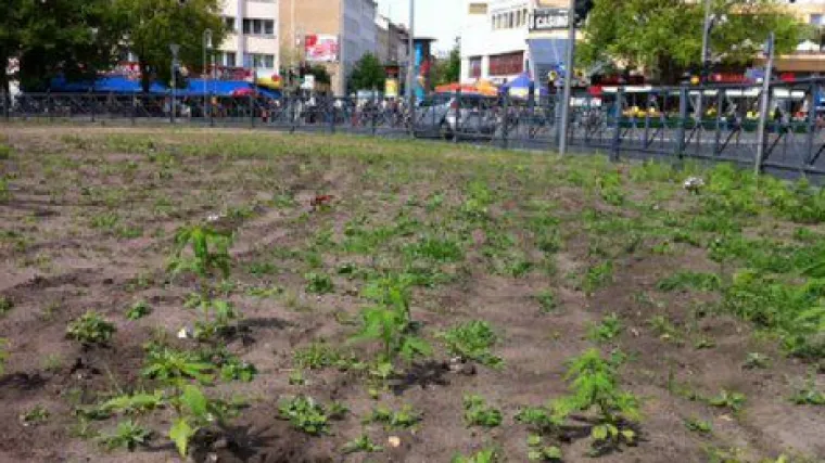 Pored podzemne željeznice usred Berlina uzgojeno 700 stabljiki marihuane, policija sve uništila