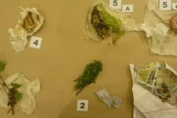 U zračnoj luci uhićen poljski vrtlar: biljke krijumičario - u gaćama!