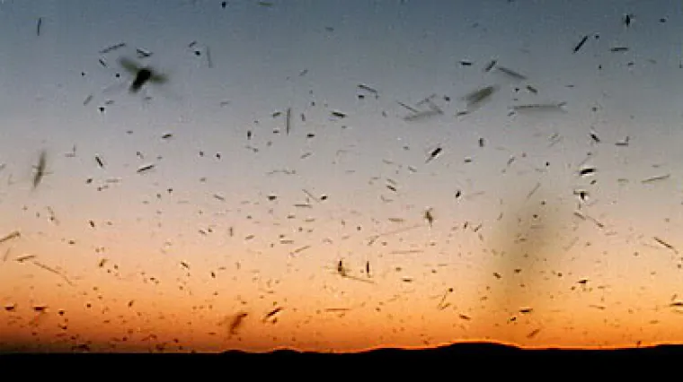 Gradonačelnik Osijeka najavio je rat komarcima i to - matematičkom metodom!