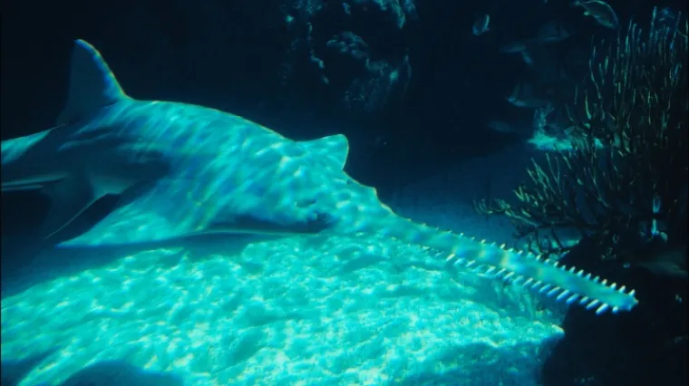 'Djevičanska rađanja' ribe pilana