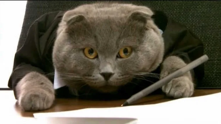 Mačak Boss direktor je PR agencije i zarađuje 200 eura mjesečno!