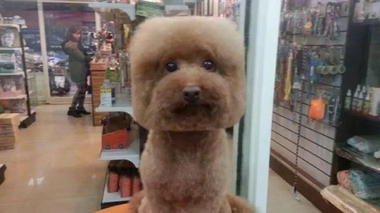 Kockasti psići - novi urnebesni trend koji je zaludio Japance