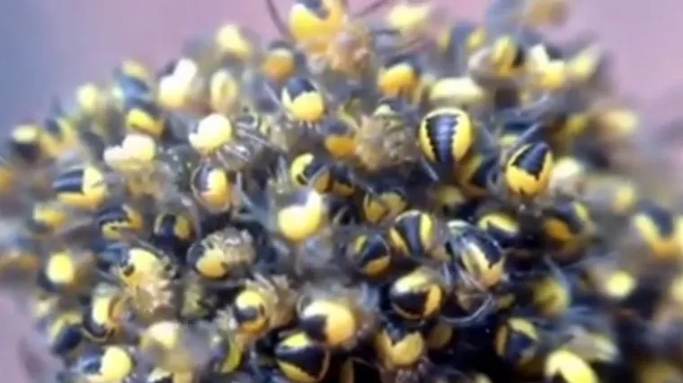 Zemlju i dru&scaron;tvene mreže preplavili 'eksplodirajući' žuti pauci