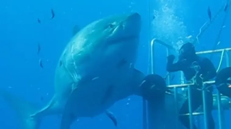 Snimka ogromnog morskog psa sledit će vam krv u žilama