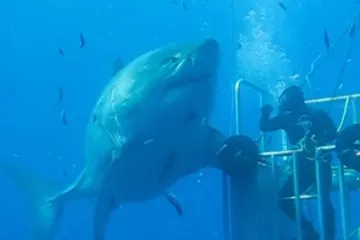 Snimka ogromnog morskog psa sledit će vam krv u žilama