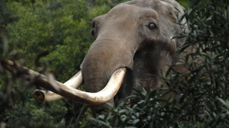 Slon istrčao iz cirkuskog &scaron;atora i usmrtio nesretnog mu&scaron;karca