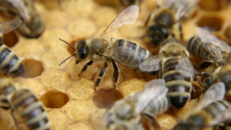 Uznemirio ko&scaron;nicu: preživio ubod tisuću pčela