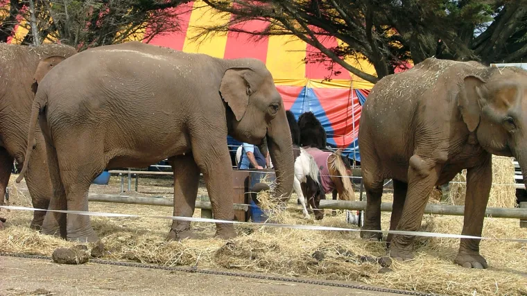 Cirkuski slon ubio mu&scaron;karca