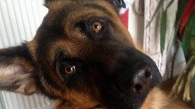 Dao oglas za udomljavanje, ali ne psa