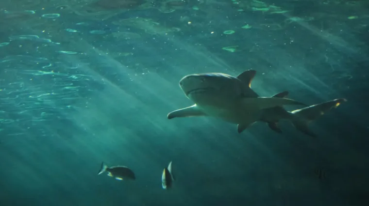 Morski pas napao dvoje djece u razmaku od sat i pol vremena