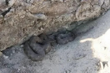 NA OBALI DRAVE: Čitatelj iz Osijeka snimio zmijurinu od 120 cm