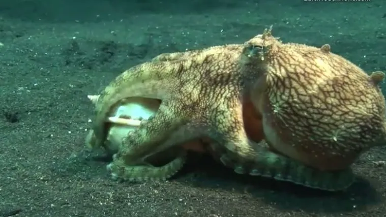 Čudesan morski svijet: pipak pred pipak, trčeći od &scaron;koljke do &scaron;koljke!