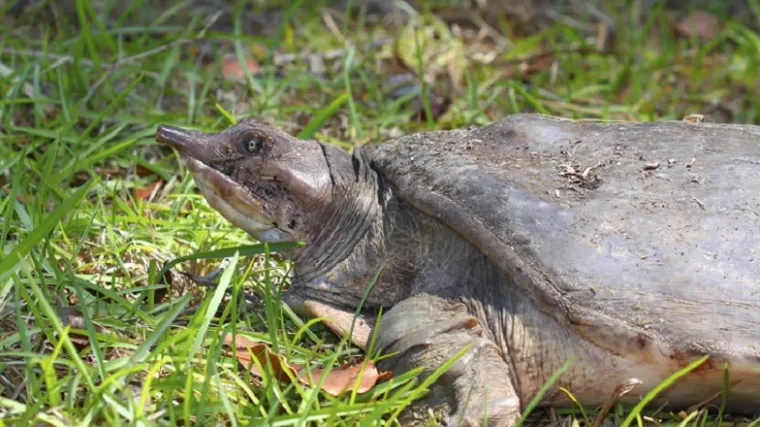 Ova stogodi&scaron;njakinja bi uskolo mogla postati mama