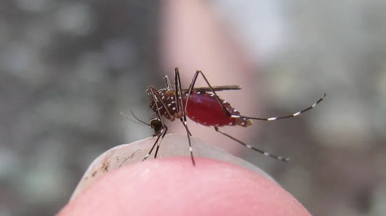 Od toga zašto vas napadaju do trikova kako ih se riješiti