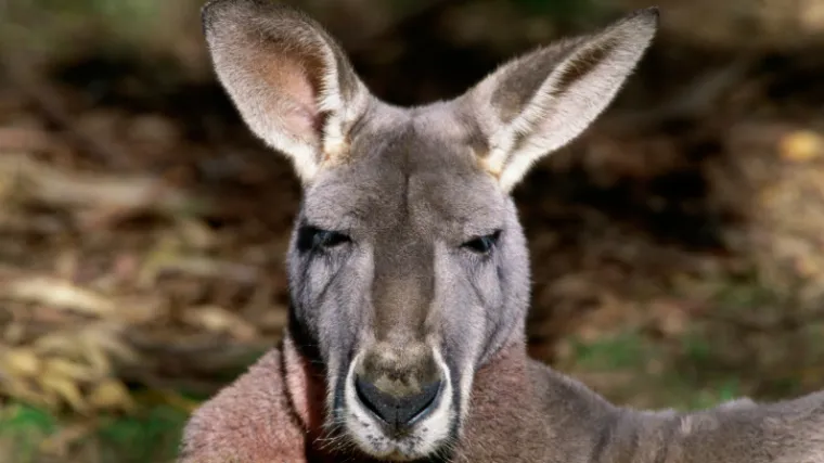 Klokani su uglavnom ljevaci