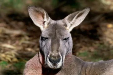 Klokani su uglavnom ljevaci