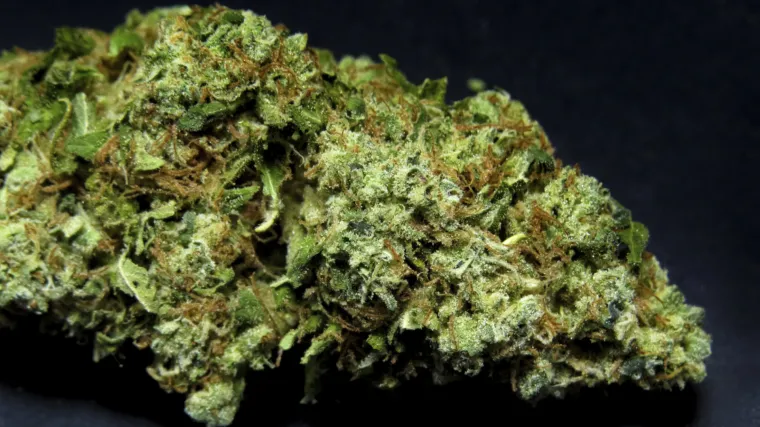 Legalizacija medicinske marihuane uskoro i u Hrvatskoj?