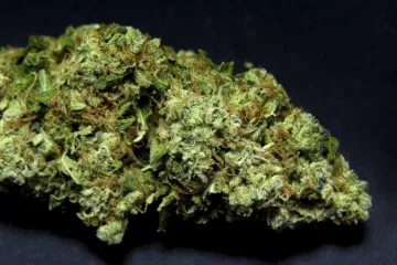 Legalizacija medicinske marihuane uskoro i u Hrvatskoj?