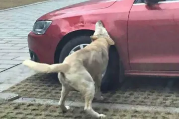 Pogledajte kako su se psi lutalice osvetili na automobilu jednog zlostavljača