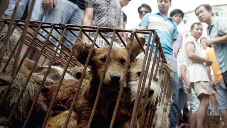 Sukobi u Kini: sve više protivnika lokalnog običaja konzumiranja psećeg mesa