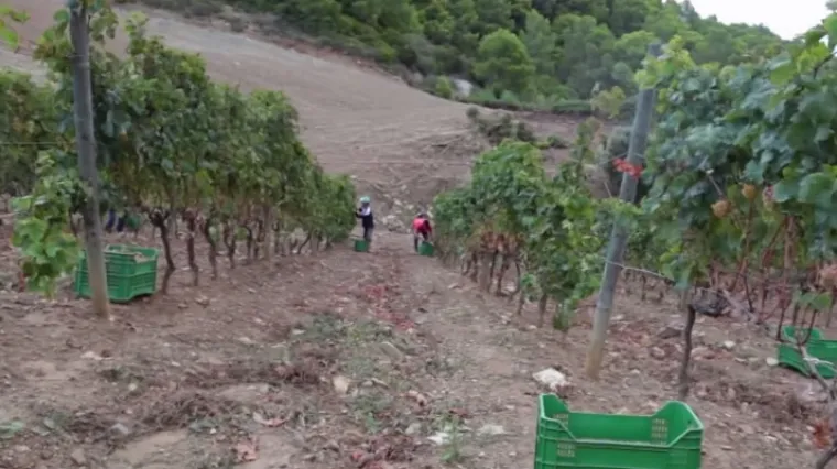 Talijanski zatvorenici za rad u vinogradu dobiju 1500 eura plaće