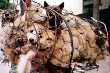 Festival psećeg mesa se nastavlja unatoč zgražanju svijeta