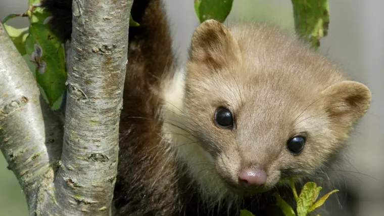 Ubijaju kućne ljubimce, kidaju kabele ispod auta, penju se po zgradama...