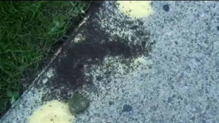 Ovaj trik će vas rije&scaron;iti i najveće najezde