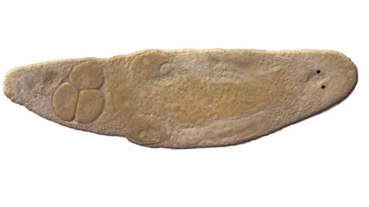 Ovaj plošnjak sam sebe j..e u mozak - doslovno