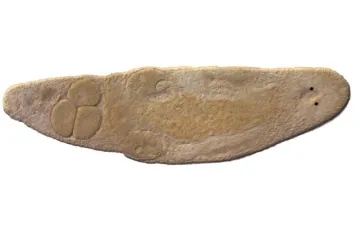 Ovaj plošnjak sam sebe j..e u mozak - doslovno