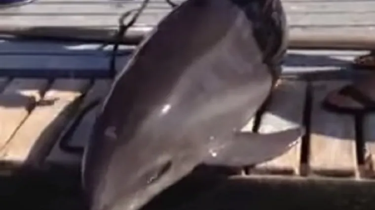 Dupin uskočio na brod, jednoj ženi polomio noge, a drugu o&scaron;amario