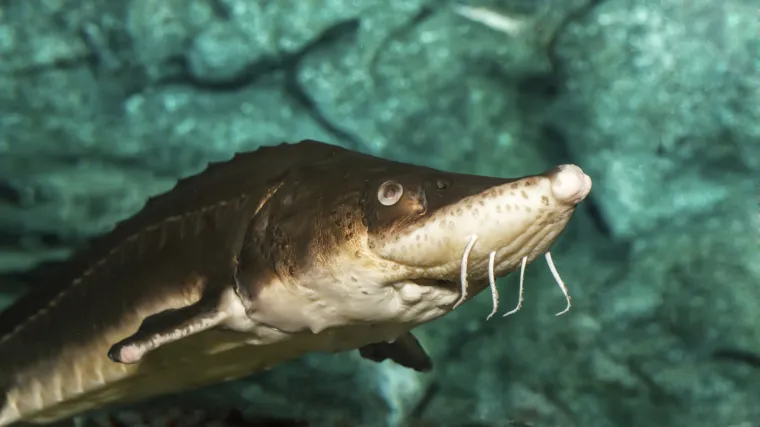 Golema riba iskočila iz rijeke i udarcem usmrtila djevojčicu!