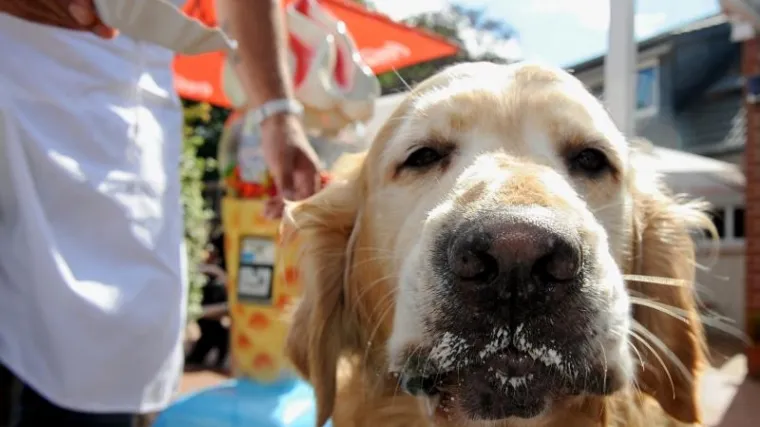 Pasja vrućina - to ste i priželjkivali, zar ne?