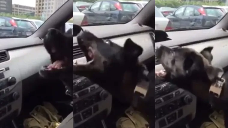 Pogledajte sreću ovoga psa koji je otkrio klimu u automobilu